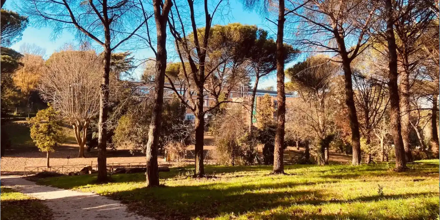 cubierta de bellota