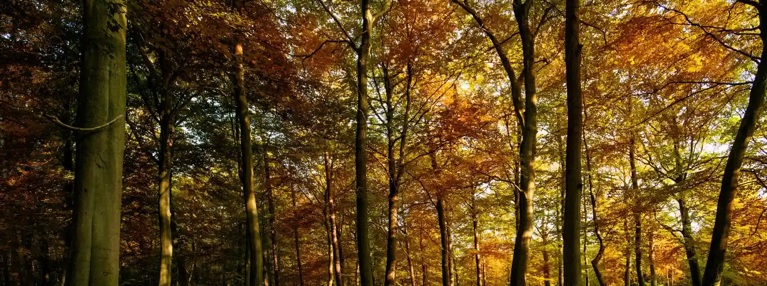 Brentwood'daki En İyi Yatılı Okullar
