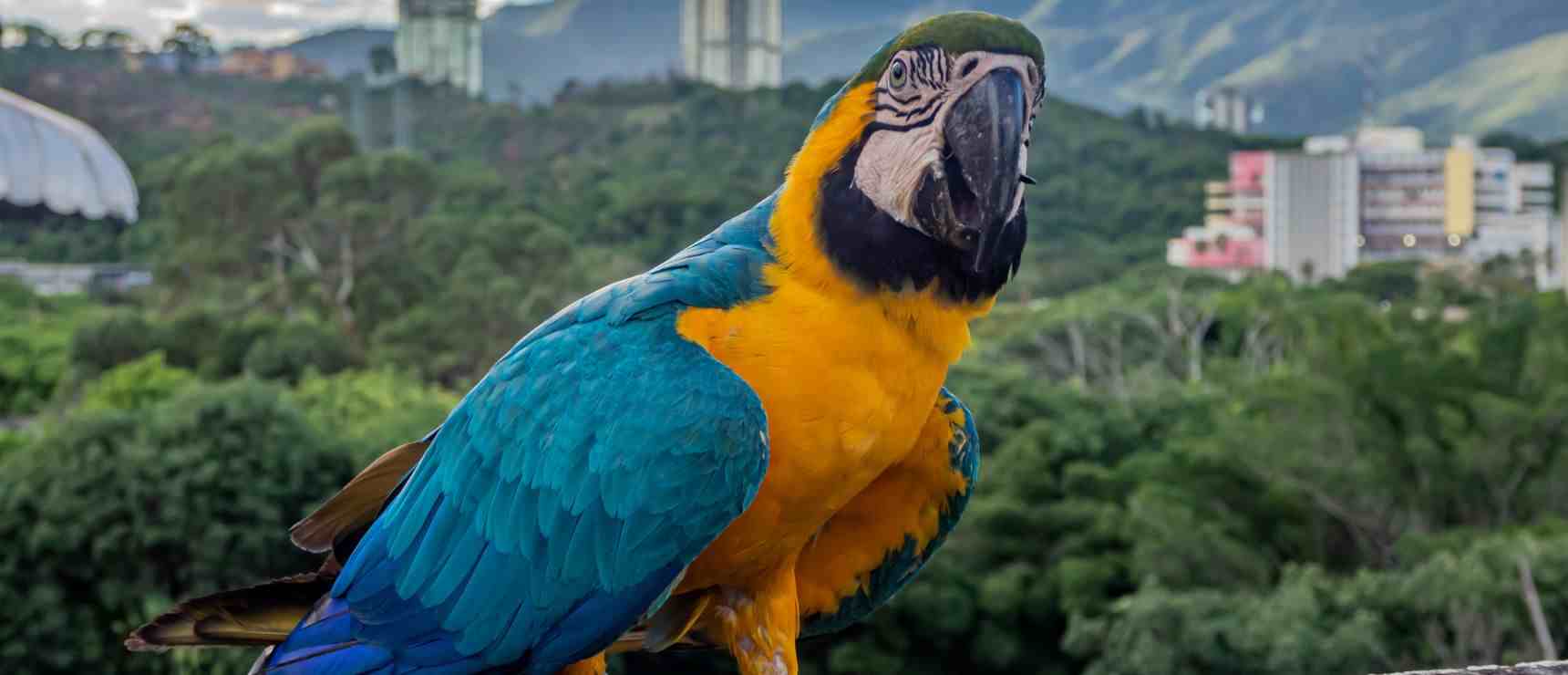 Beste privéscholen in Caracas